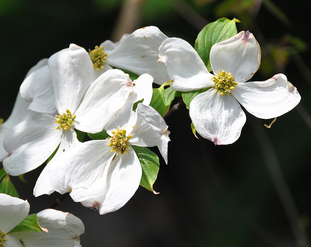 Eastern Flowering Dogwood flowers